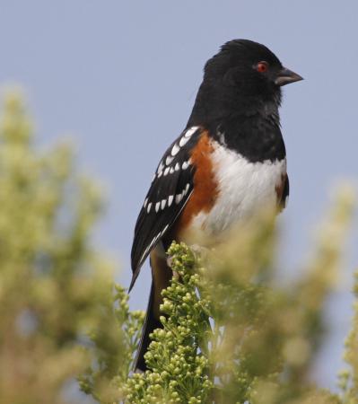 Photo (12): Spotted Towhee