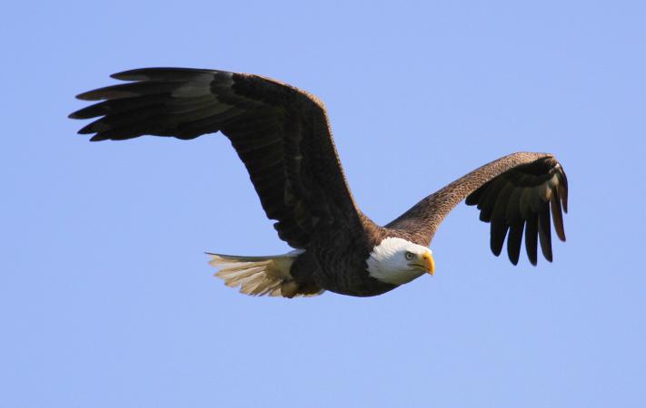 Photo (1): Bald Eagle