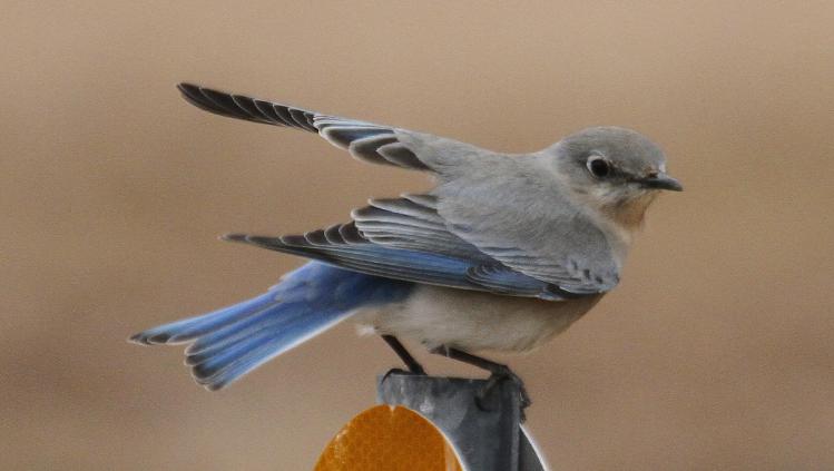 Photo (6): Mountain Bluebird