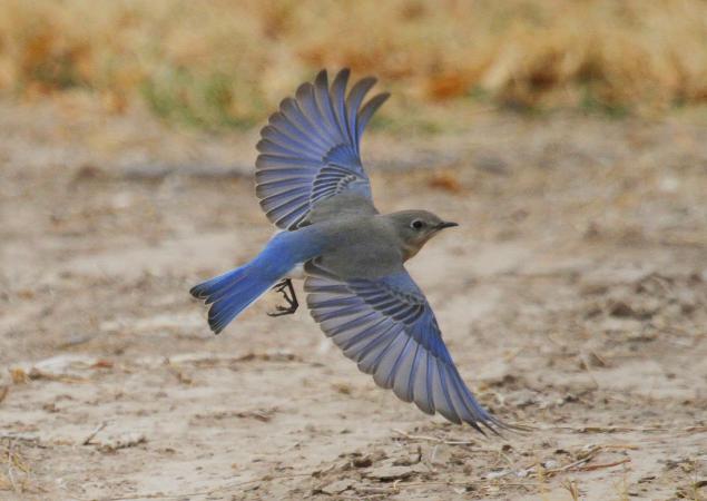 Photo (8): Mountain Bluebird