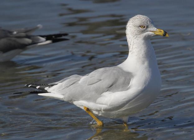 Photo (13): Ring-billed Gull
