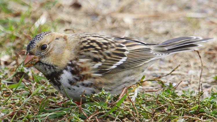Photo (6): Harris's Sparrow