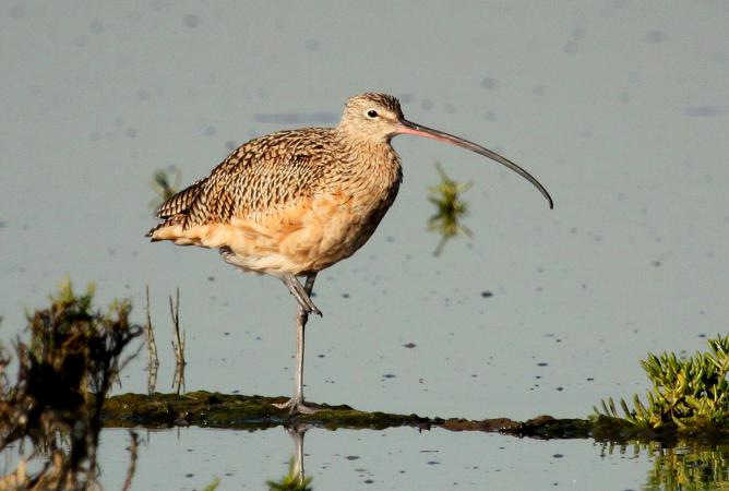 Photo (2): Long-billed Curlew