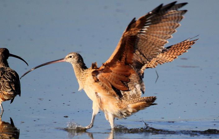 Photo (6): Long-billed Curlew