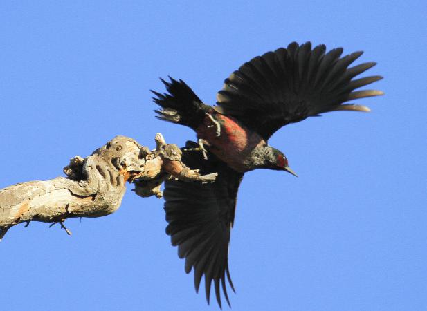 Photo (5): Lewis's Woodpecker