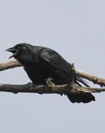 Photo (4): Fish Crow