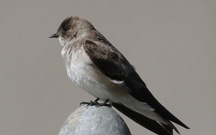 Photo (3): Northern Rough-winged Swallow