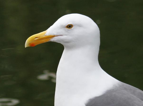 Photo (3): Western Gull