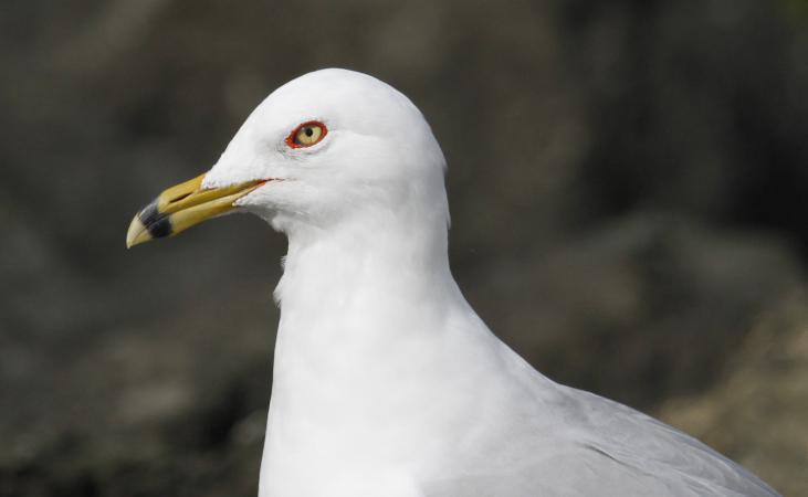 Photo (6): Ring-billed Gull
