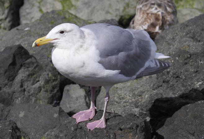 Photo (6): Glaucous-winged Gull