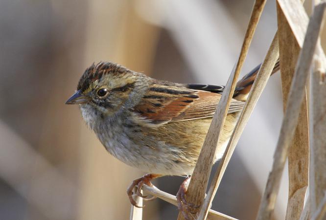 Photo (3): Swamp Sparrow