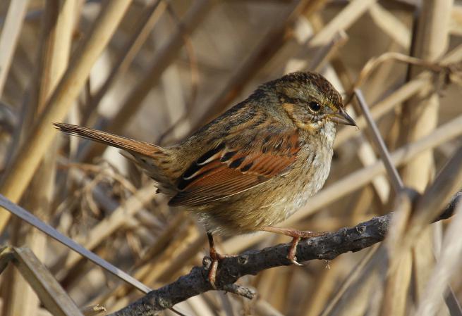 Photo (1): Swamp Sparrow
