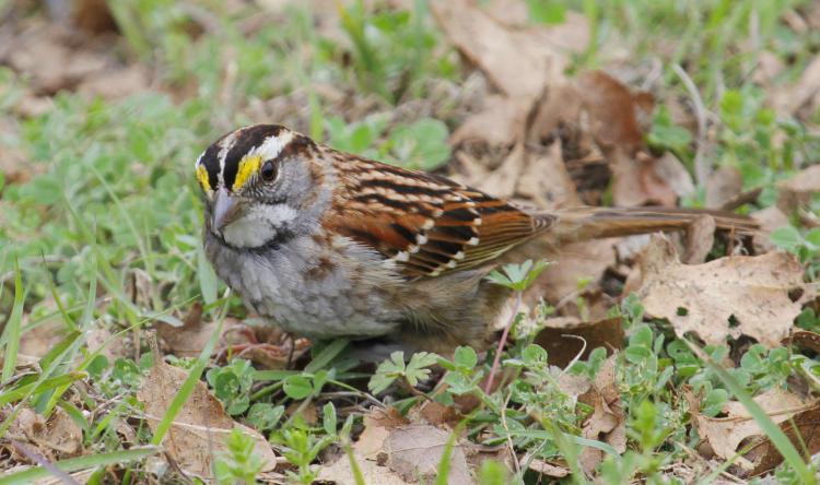 Photo (6): White-throated Sparrow