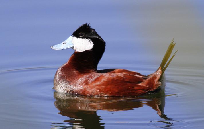 Photo (12): Ruddy Duck