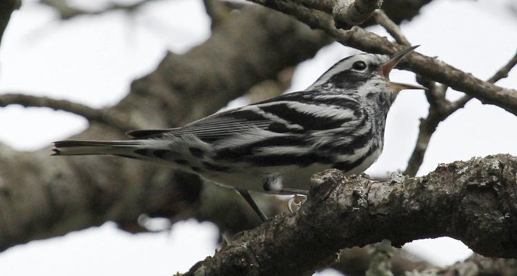 Photo (9): Black-and-white Warbler