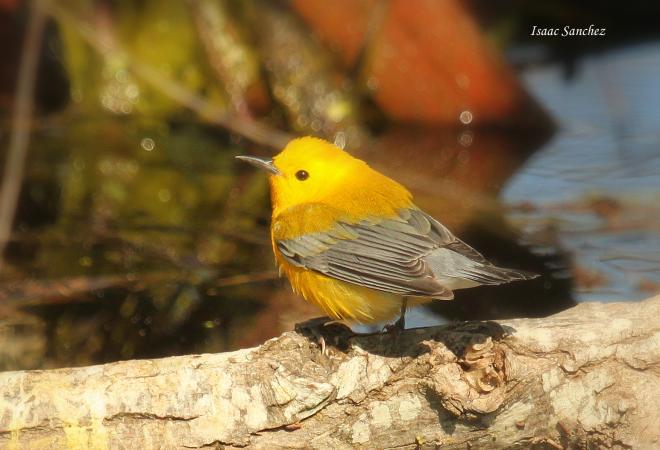 Photo (26): Prothonotary Warbler