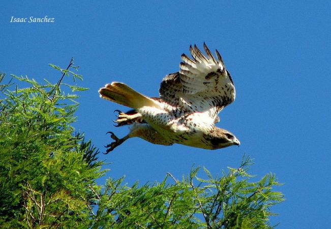 Photo (11): Red-tailed Hawk
