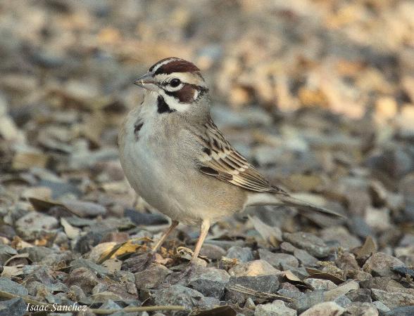 Photo (6): Lark Sparrow