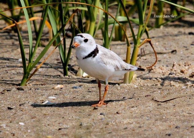 Photo (3): Piping Plover