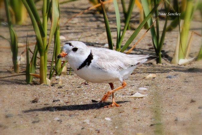 Photo (1): Piping Plover