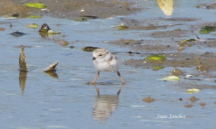 Photo (21): Piping Plover