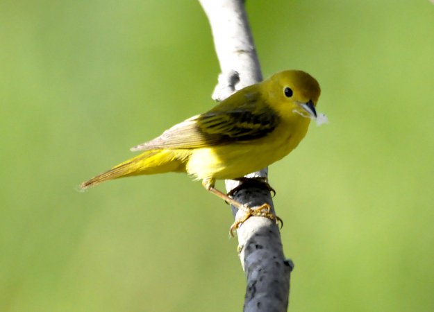 Photo (6): Yellow Warbler