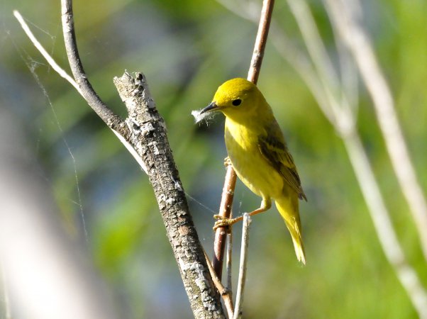 Photo (2): Yellow Warbler