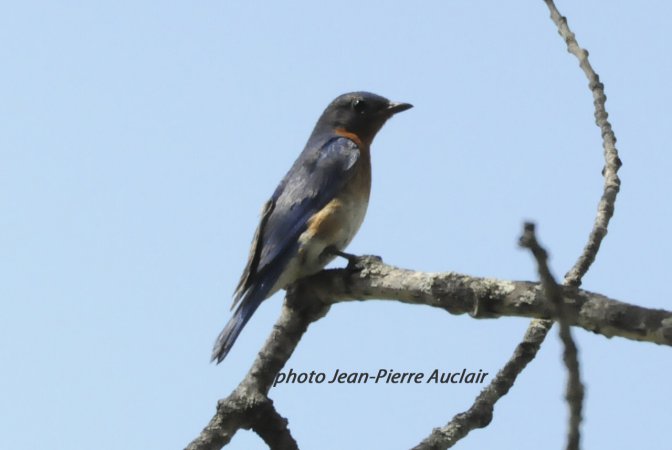 Photo (28): Eastern Bluebird