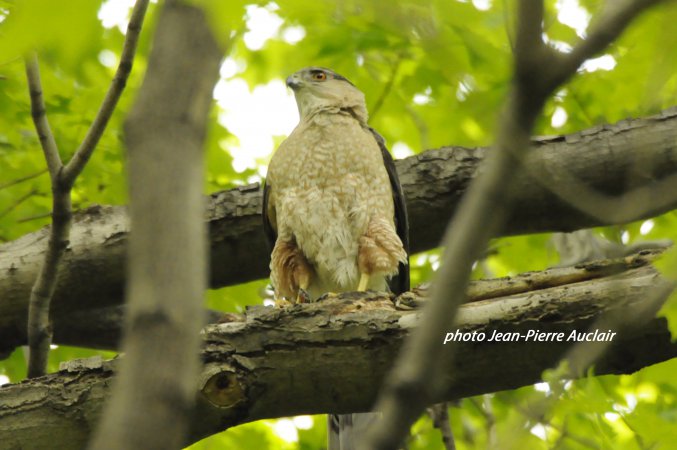 Photo (7): Cooper's Hawk