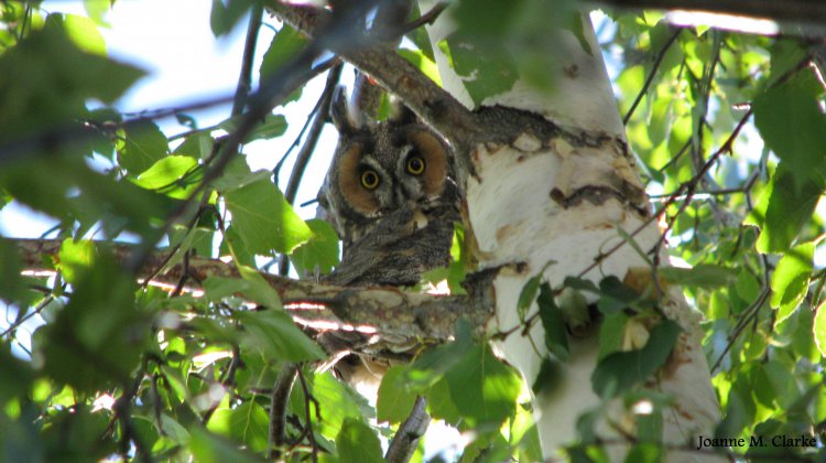Photo (19): Long-eared Owl