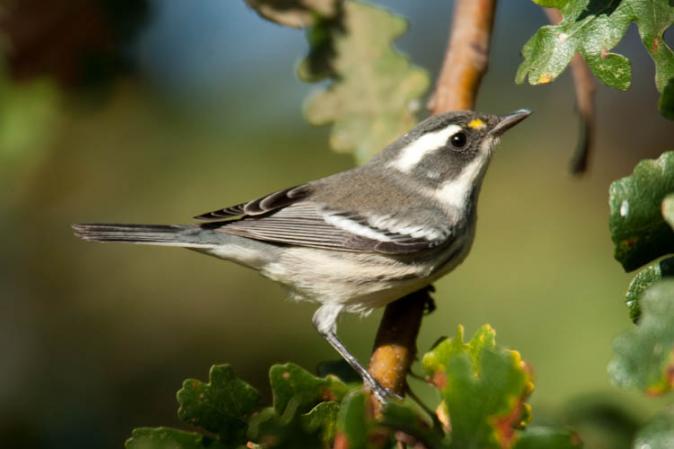 Photo (3): Black-throated Gray Warbler