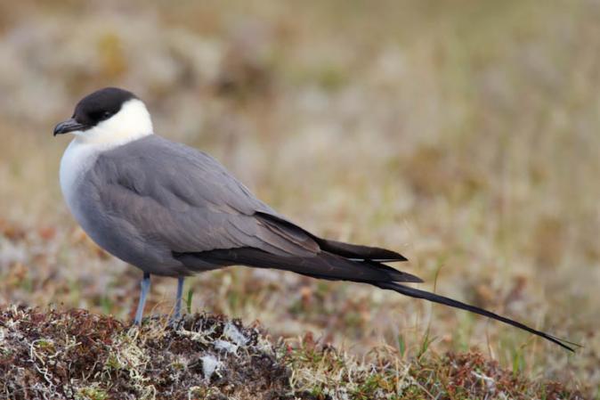 Photo (3): Long-tailed Jaeger