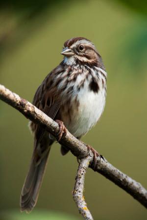 Photo (2): Song Sparrow