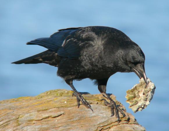 Photo (4): Northwestern Crow