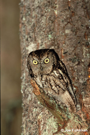 Photo (5): Western Screech-Owl