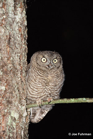 Photo (11): Western Screech-Owl