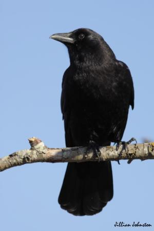 Photo (2): Northwestern Crow