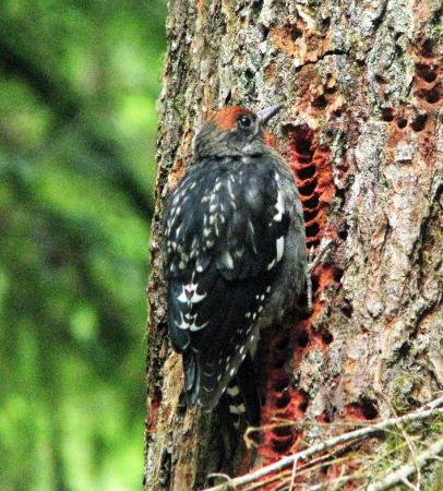 Photo (5): Red-breasted Sapsucker