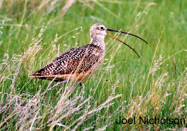 Photo (23): Long-billed Curlew