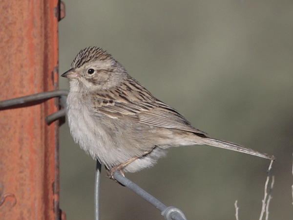 Photo (2): Brewer's Sparrow