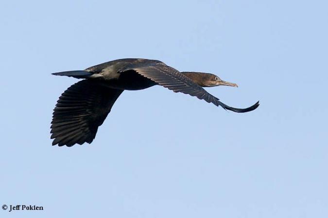 Photo (3): Brandt's Cormorant