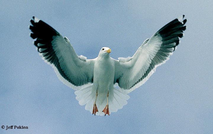 Photo (5): Western Gull