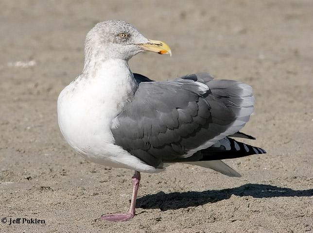 Photo (7): Western Gull