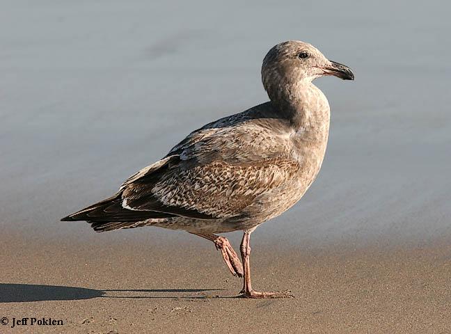 Photo (9): Western Gull