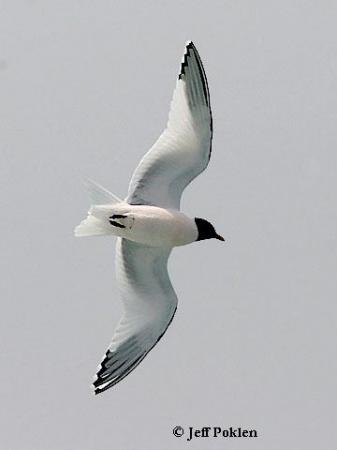 Photo (14): Sabine's Gull