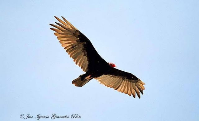 Photo (8): Turkey Vulture