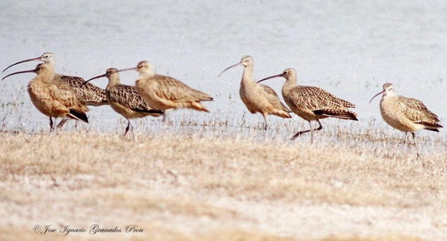Photo (15): Long-billed Curlew