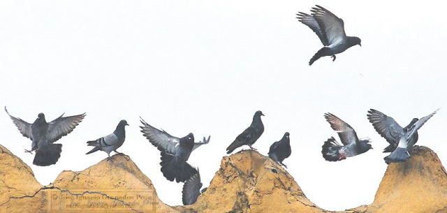 Photo (3): Rock Pigeon