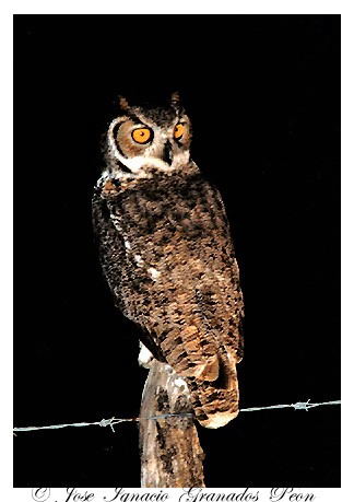 Photo (8): Great Horned Owl