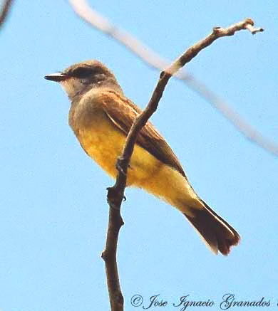Photo (18): Western Kingbird